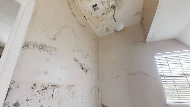 West Union, IA Mold Removal Company